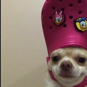 Meet your Posher, Helena